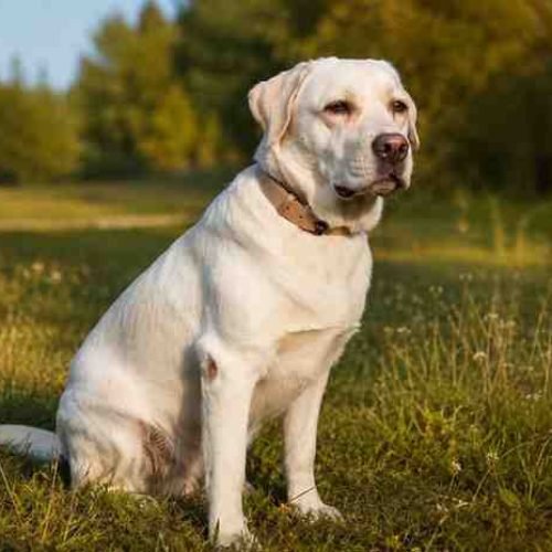 About Us dog pic