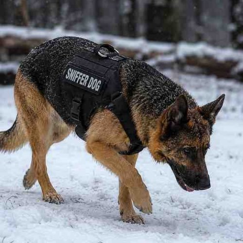 Snow Dog searchning pic